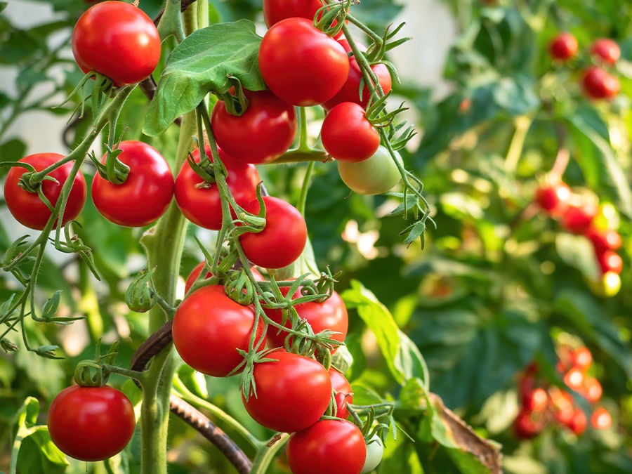 Morocco hits historic level in tomato exports to Norway